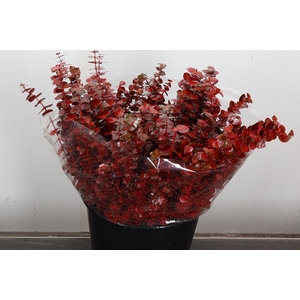 Wax Eucalyptus Wax Eucalyptus Rood