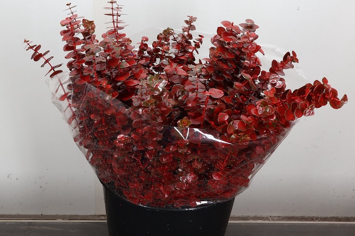 <h4>Euca Baby Blue Wx Licht Rood</h4>