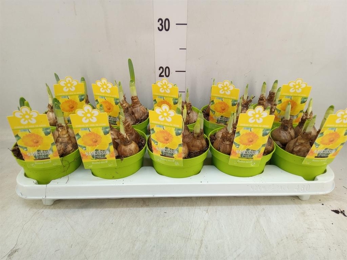 <h4>Narcissus   ...</h4>