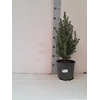 arr8 Picea Gl Conica