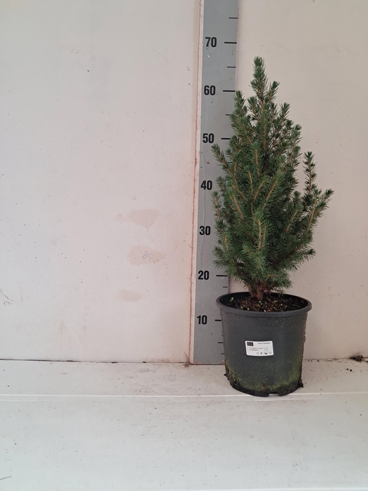 arr8 Picea Gl Conica