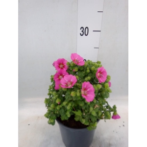 Anisodontea capensis 'Elega Prince'