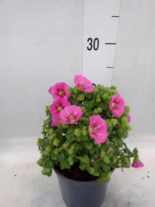<h4>Anisodontea capensis 'Elega Prince'</h4>