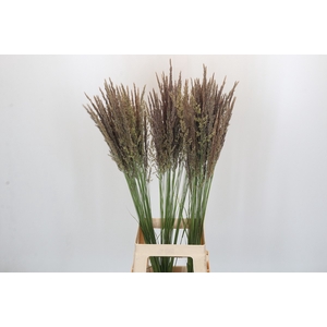 Calamagrostis Brachytricha