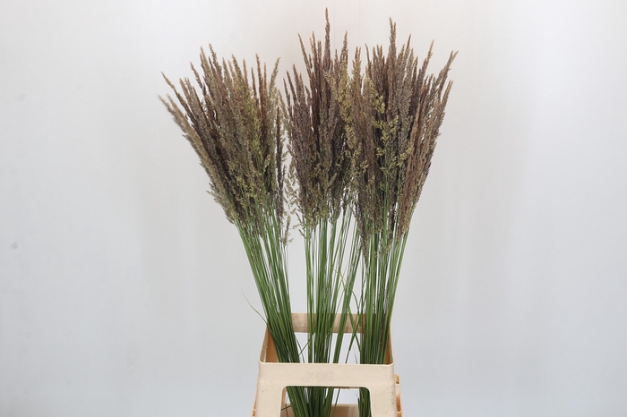<h4>Calamagrostis Brachytricha</h4>
