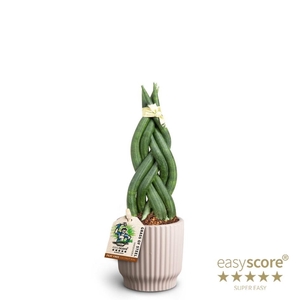 SANSEVIERIA CYLINDRICA