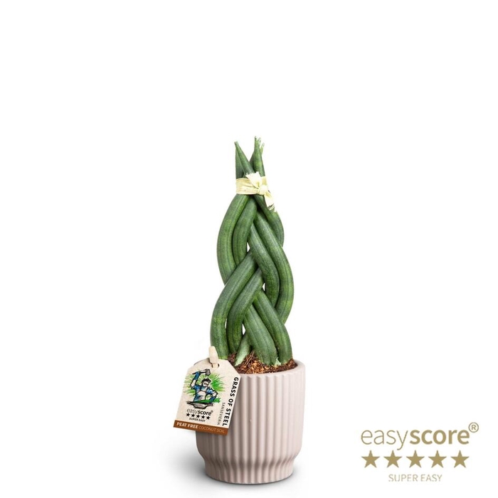 <h4>SANSEVIERIA CYLINDRICA</h4>
