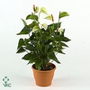 Anthurium Anthedesia White glasvaas AQUA12MLKWHI