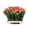 Dianthus Sp Minuetto