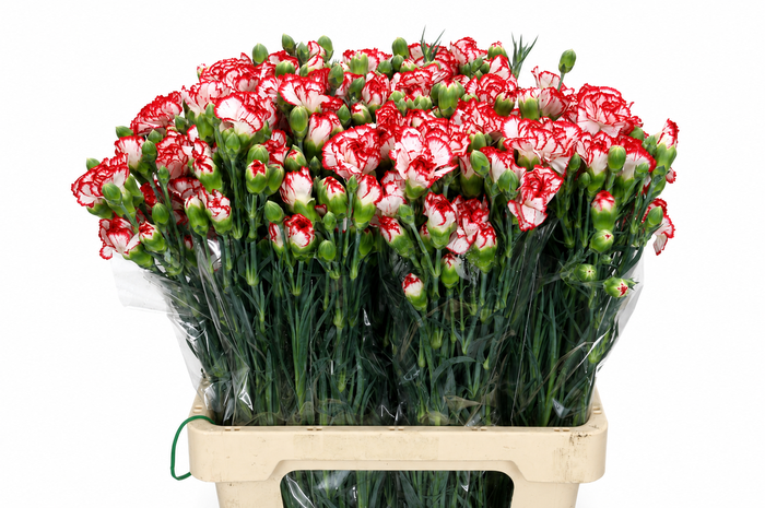 <h4>Dianthus Sp Minuetto</h4>