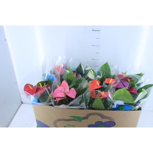 ANTHURIUM VARIADO P15