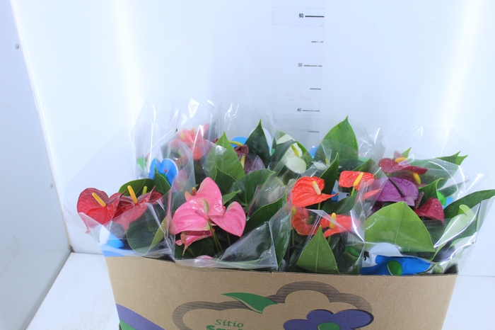 ANTHURIUM VARIADO P15