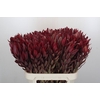 Leucadendron Jester