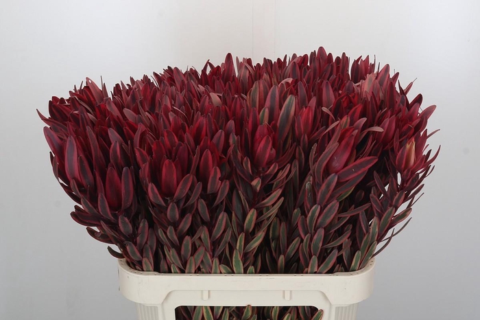 <h4>Leucadendron Jester</h4>