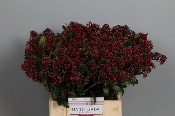 <h4>SKIM J RUBELLA BS</h4>