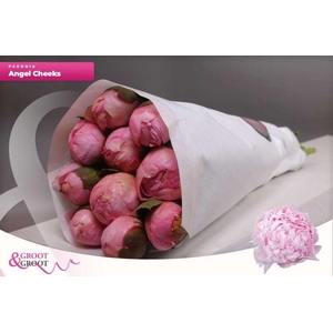 Paeonia Angel Cheeks | Heavy Quality