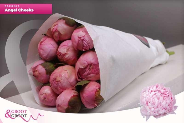 <h4>Paeonia Angel Cheeks | Heavy Quality</h4>