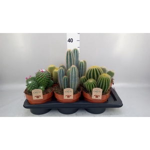 Cactus   ...mix