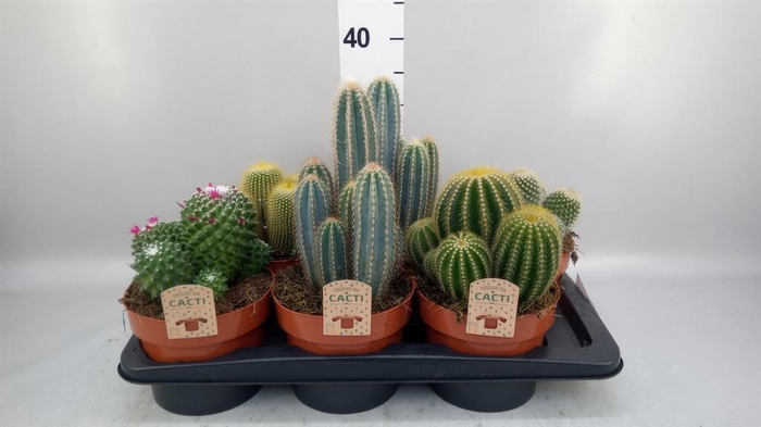 <h4>Cactus   ...mix</h4>