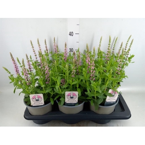 Salvia nemorosa 'Sensation Rose Dp'