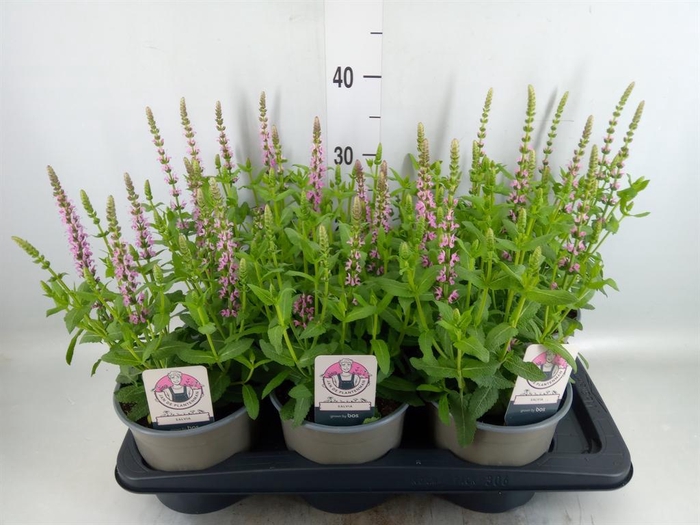 <h4>Salvia nemorosa 'Sensation Rose Dp'</h4>