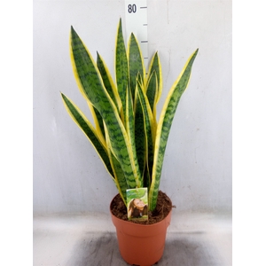 Sansevieria trifa. 'Laurentii'