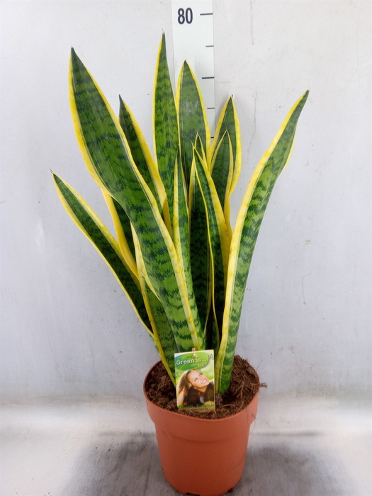 <h4>Sansevieria trifa. 'Laurentii'</h4>