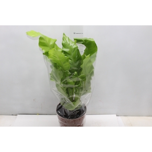 ASPLENIUM VARIADO P17
