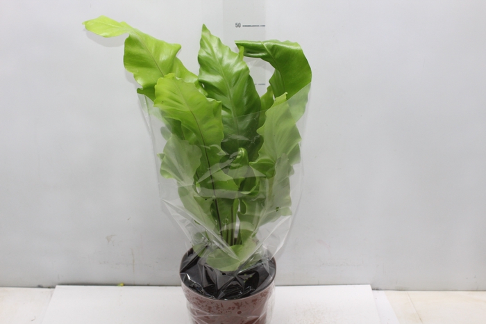 <h4>ASPLENIUM VARIADO P17</h4>