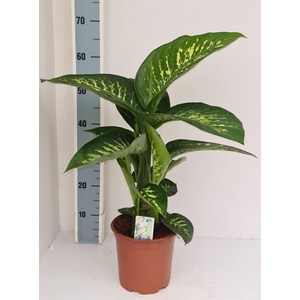 Dieffenbachia seg. 'Tropic Snow'
