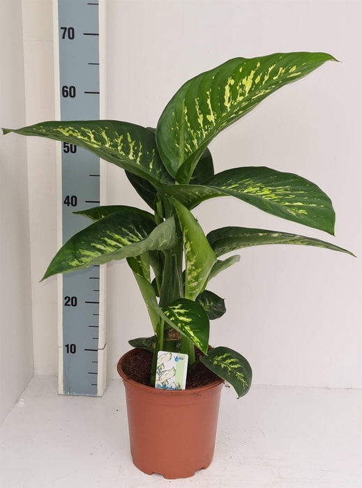 <h4>Dieffenbachia seg. 'Tropic Snow'</h4>