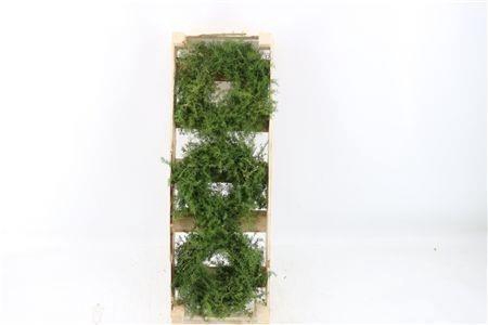 <h4>SIERFRUIT KRANS H%</h4>