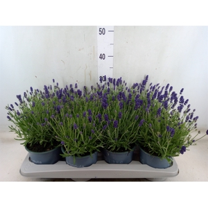 Lavandula angus. 'Hidcote'