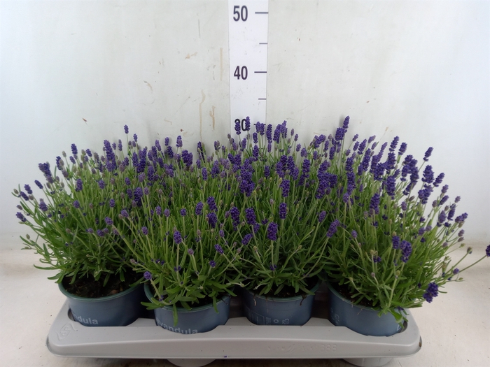 <h4>Lavandula angus. 'Hidcote'</h4>