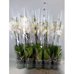 Phalaenopsis   ...white