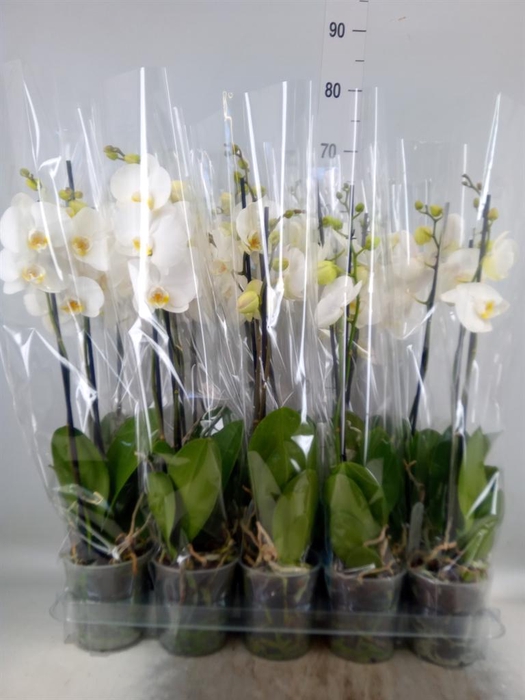 <h4>Phalaenopsis   ...white</h4>