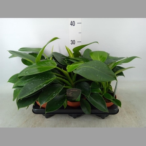 Philodendron  'Green Princess'