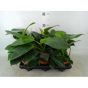 Philodendron  'Green Princess'