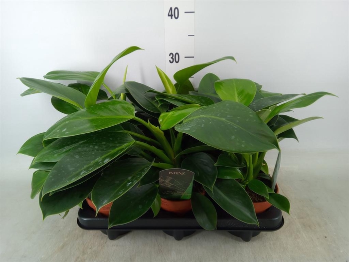 <h4>Philodendron  'Green Princess'</h4>