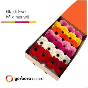 GE GR OP RIJ GEM