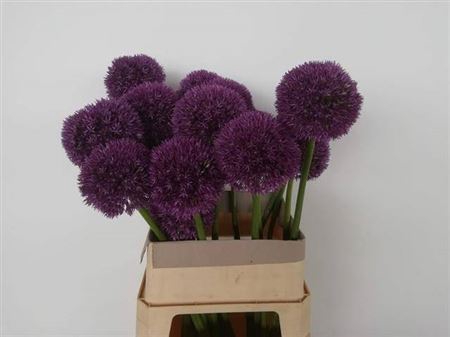 <h4>Allium Grootbloemig</h4>