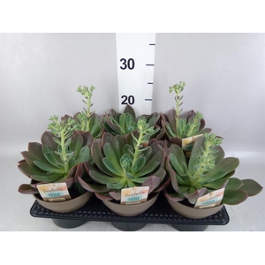 Echeveria   ...