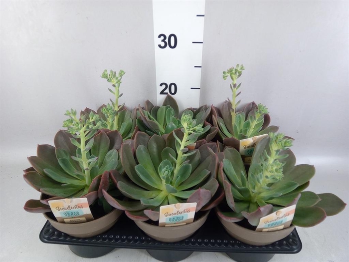 <h4>Echeveria   ...</h4>