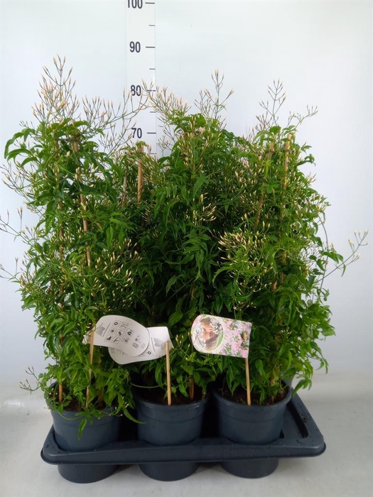 <h4>Jasminum polyanthum</h4>