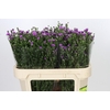 Aster Casarosa