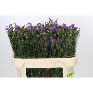 Aster Casarosa