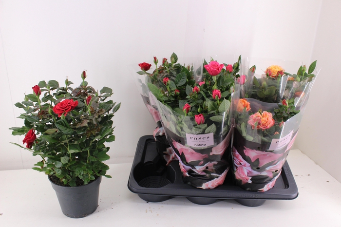 <h4>RO PALACE GEM 3 SRT</h4>