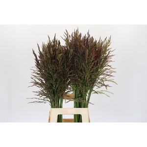 Panicum violaceum 'Umbrella'