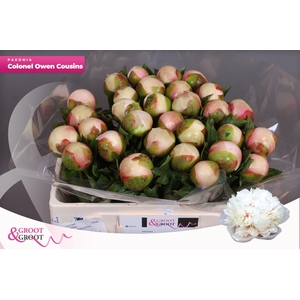 Paeonia Col Owen Cousin | XXL