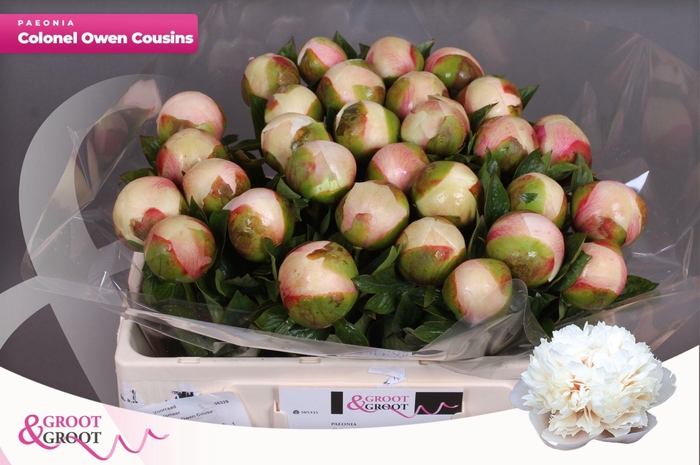 <h4>Paeonia Col Owen Cousin | XXL</h4>